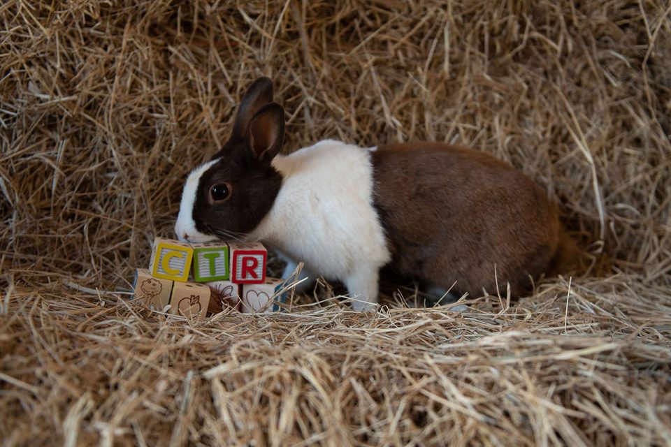 A brown and white rabbit sitting in a pile of hay next to several colorful wooden blocks