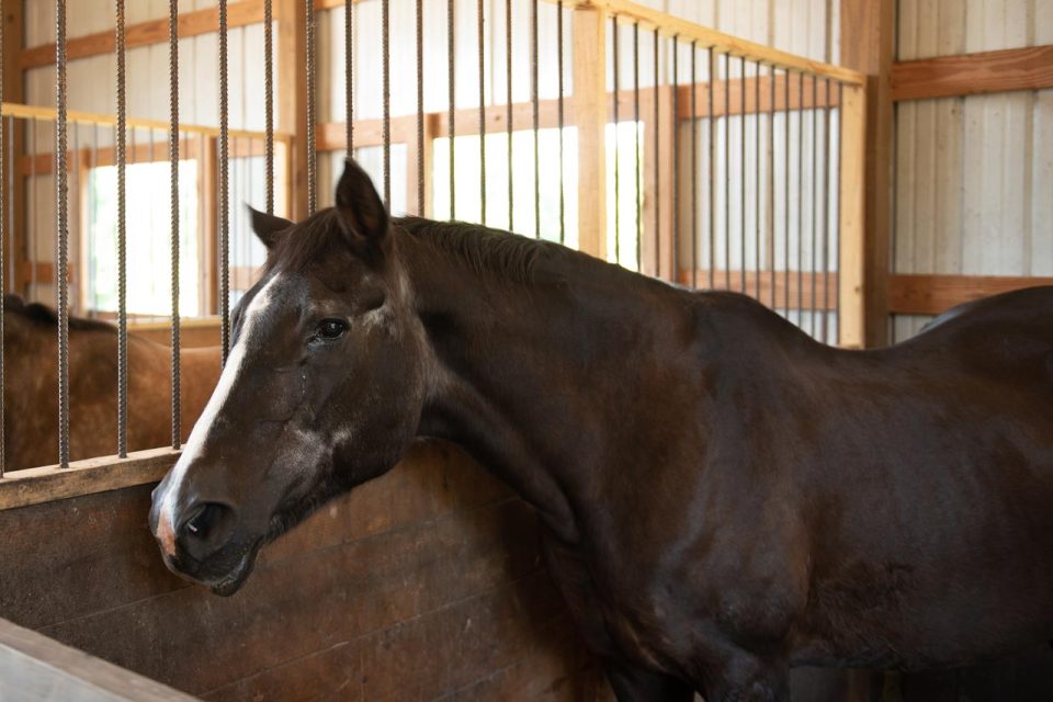 A dark brown horse with a white nose in a stall in a barn