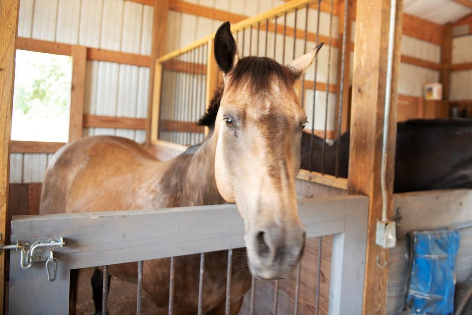A light colored horse in a stall in a barn