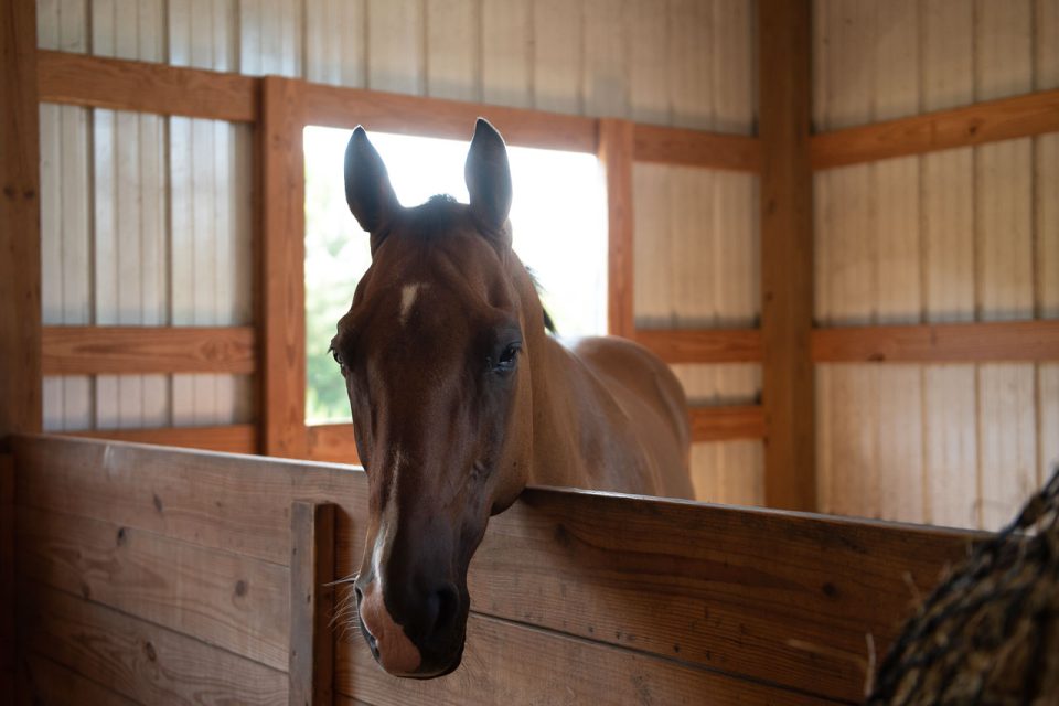 A beautiful chestnut colored horse in a stall in a sunny barn