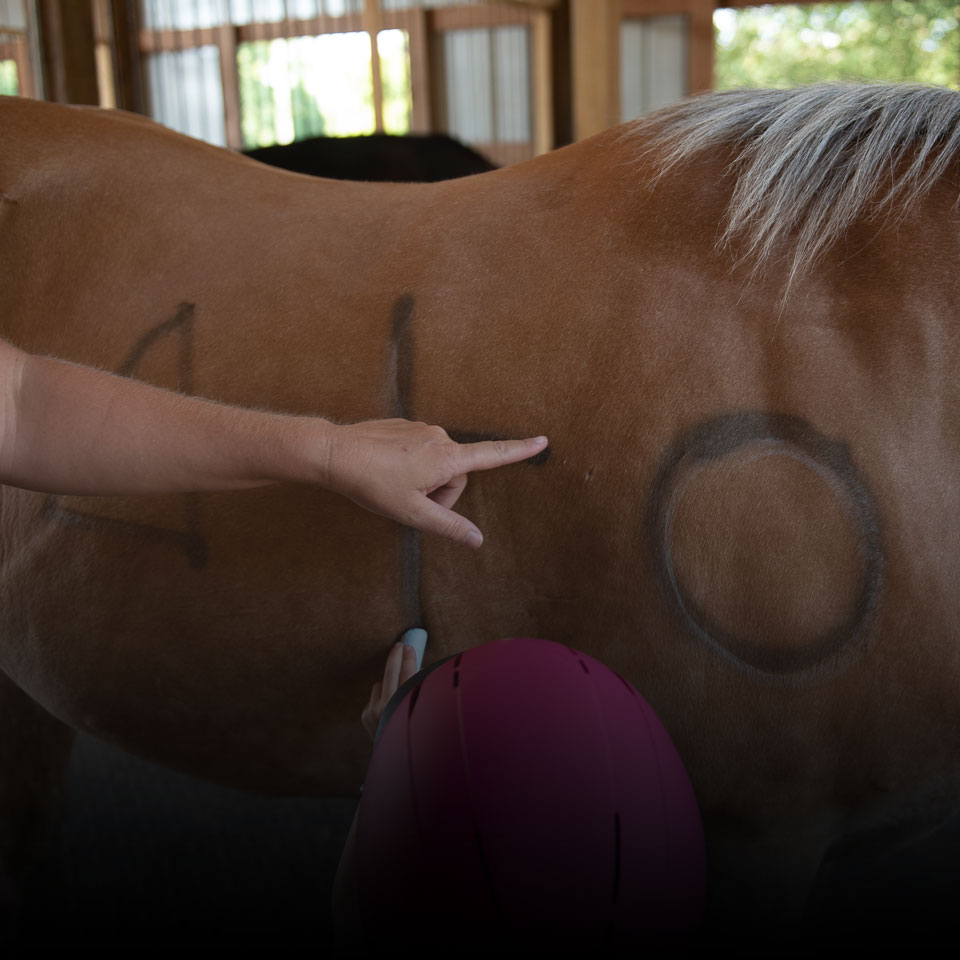 A therapist works with a child who is drawing shapes on a horse during a hippotherapy session