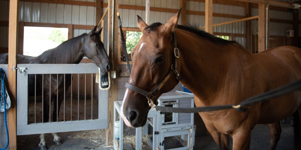 Two therapy horses in a hippotherapy stable