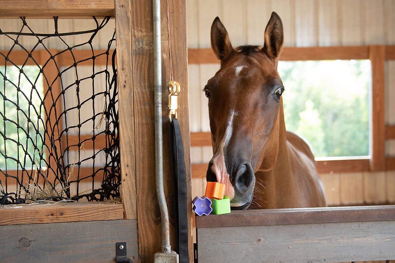 A beautiful brown horse in a sunny stable