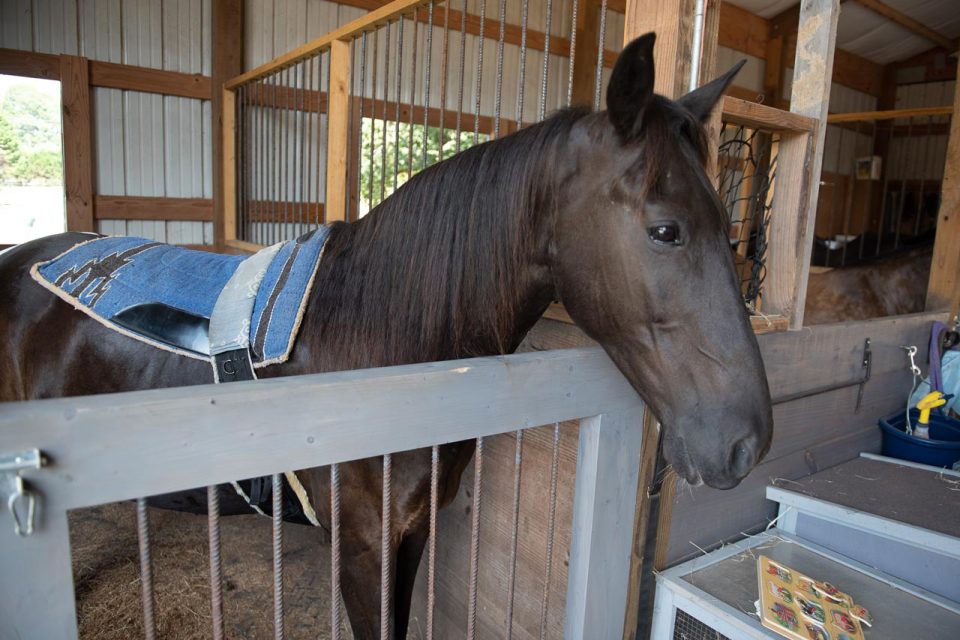 A dark brown horse in a stall in a barn
