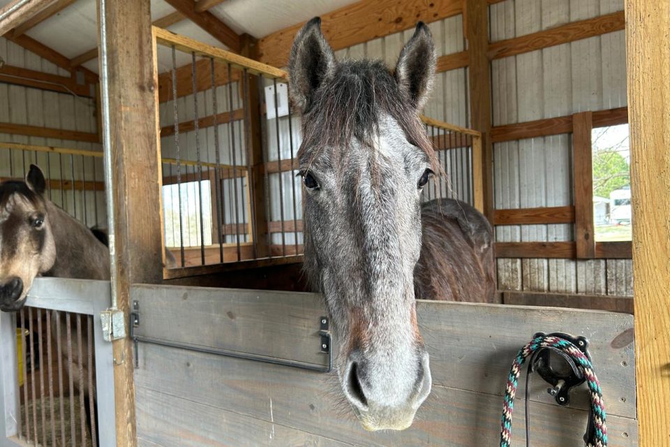 A specked horse leaning her head over the stable door