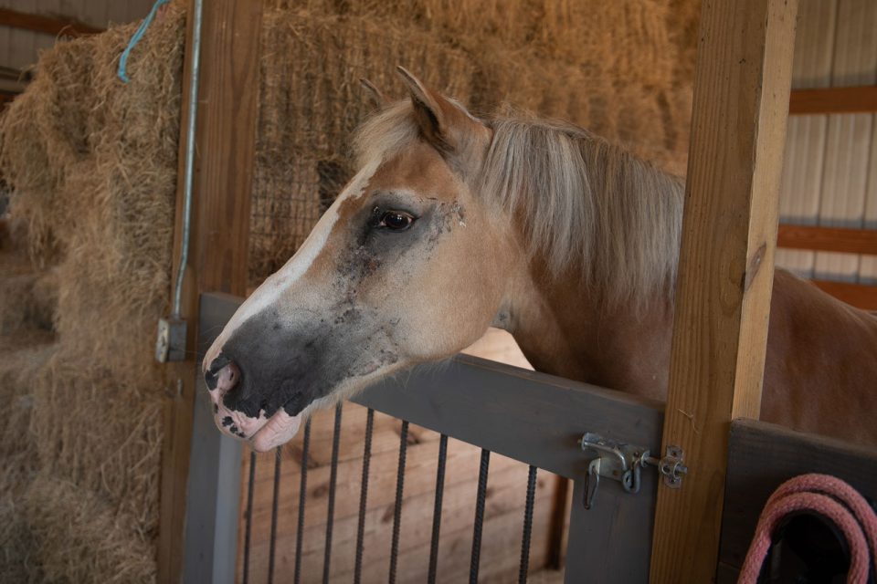 A horse with brown, black, and white coloring in a stall in a barn