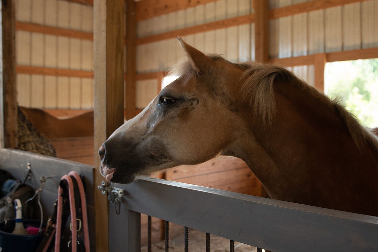 A beautiful chestnut colored horse in a stall in a sunny barn